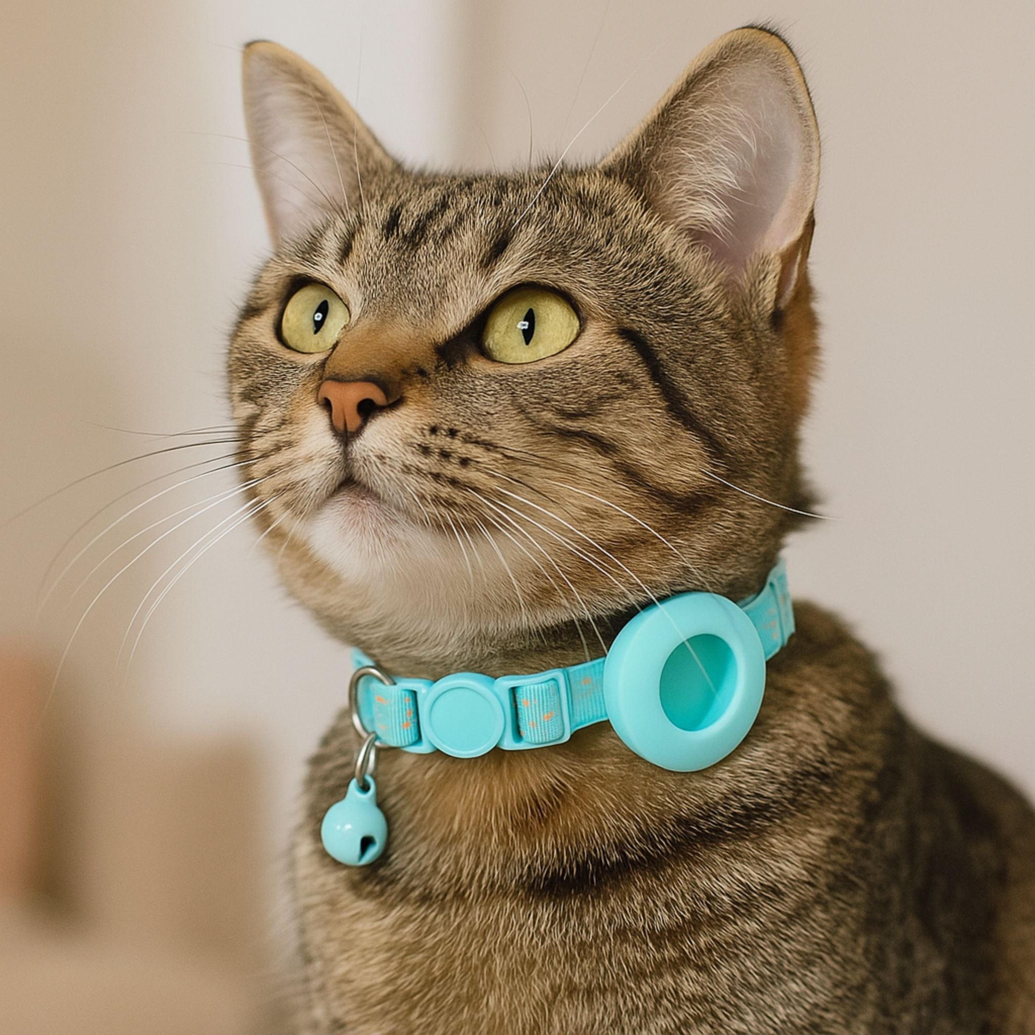collier gps chat sans abonnement