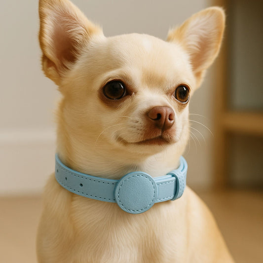 Collier GPS Chien <br> Cuir avec Détail Bleu Clair, Élégance et Discrétion