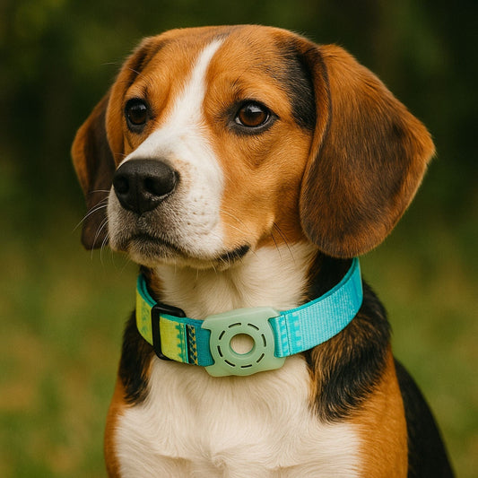 Collier GPS Chien <br> Dégradé de Teintes Vertes et Bleues Claires, Tendance Fraîche