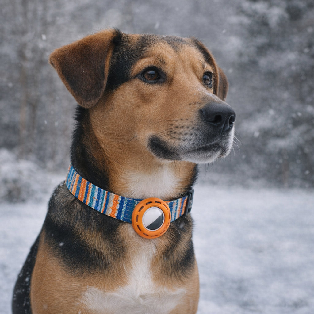 collier gps pour petit chien