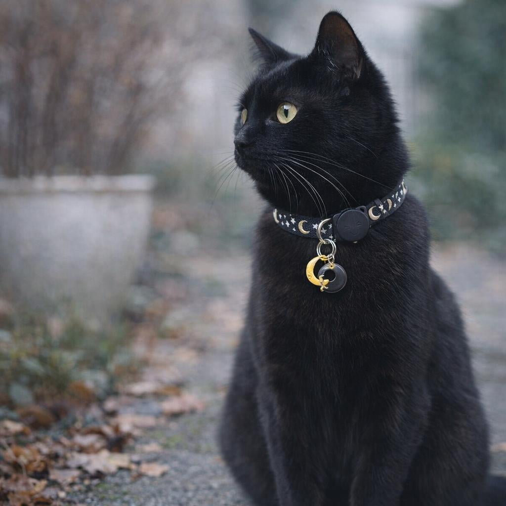 collier-chat-connecte