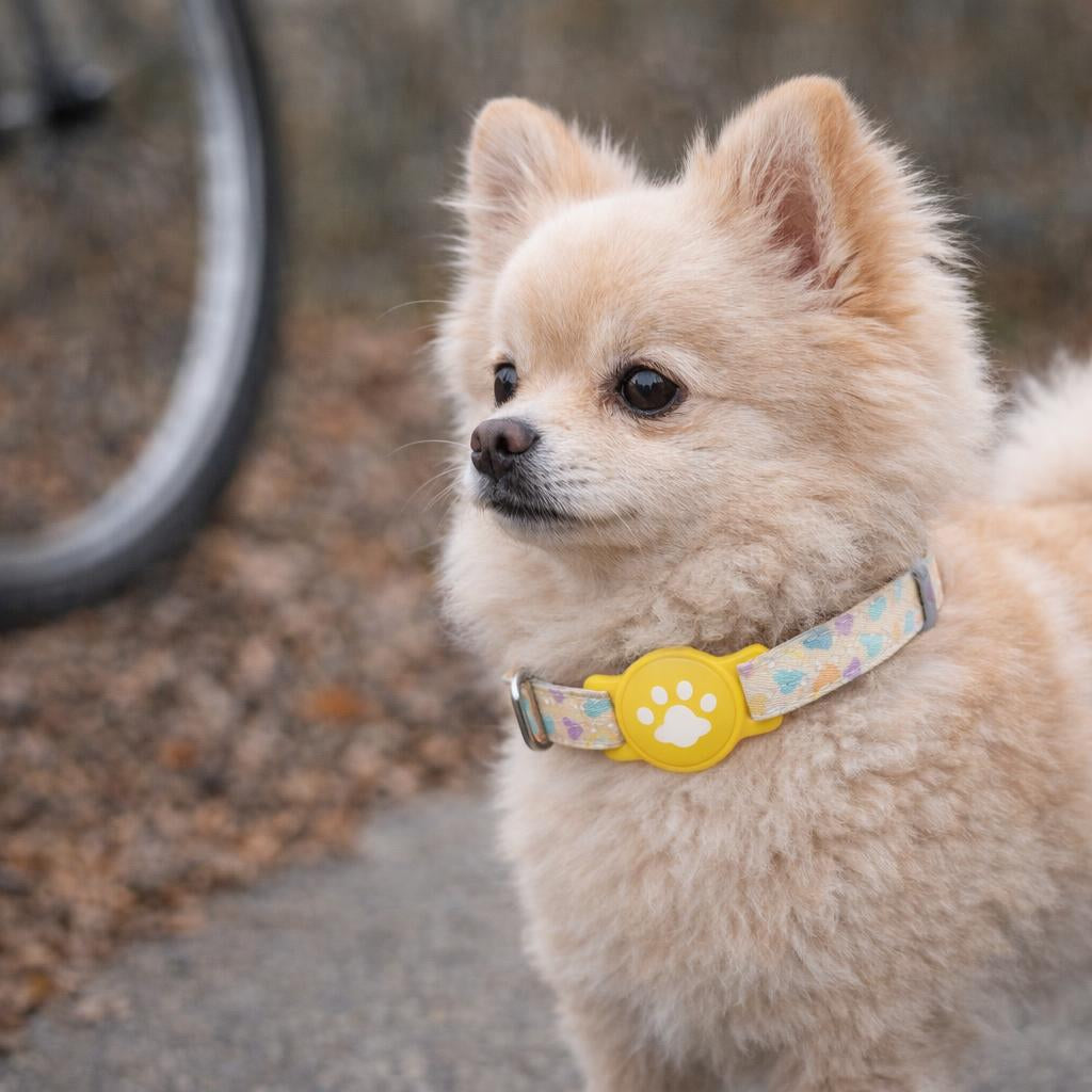 collier-gps-chien-sans-abonnement
