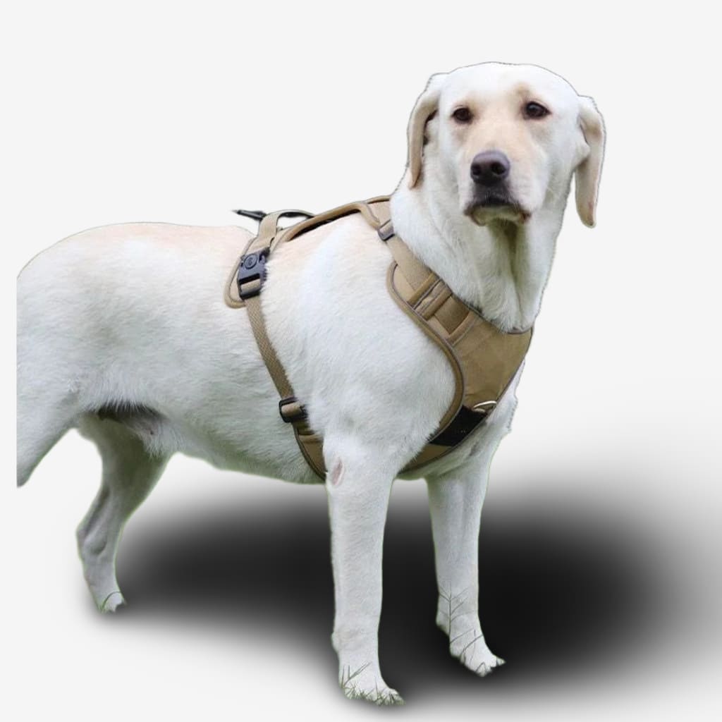 collier-chien-airtag